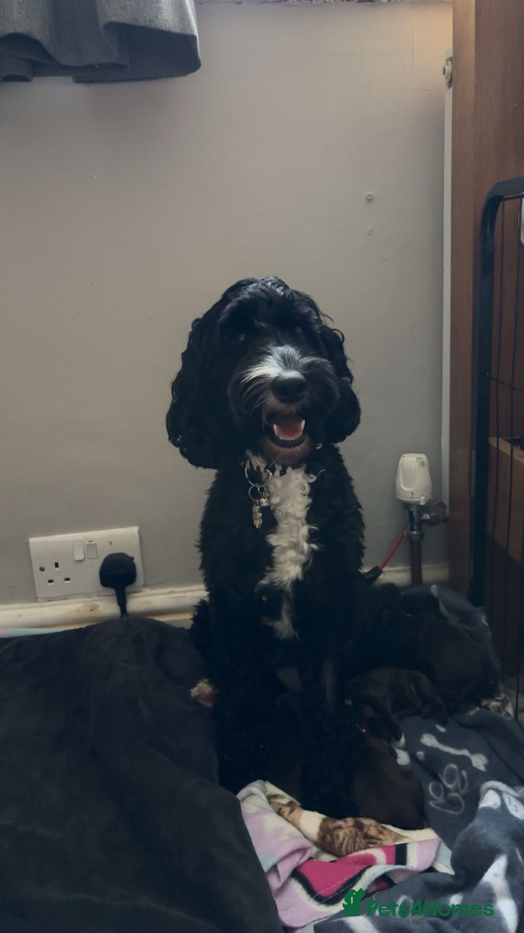 Cockapoo dogs for sale: 🍫🐶 F1b Chocolate Cockapoo Puppies🐶🍫  - Image 3