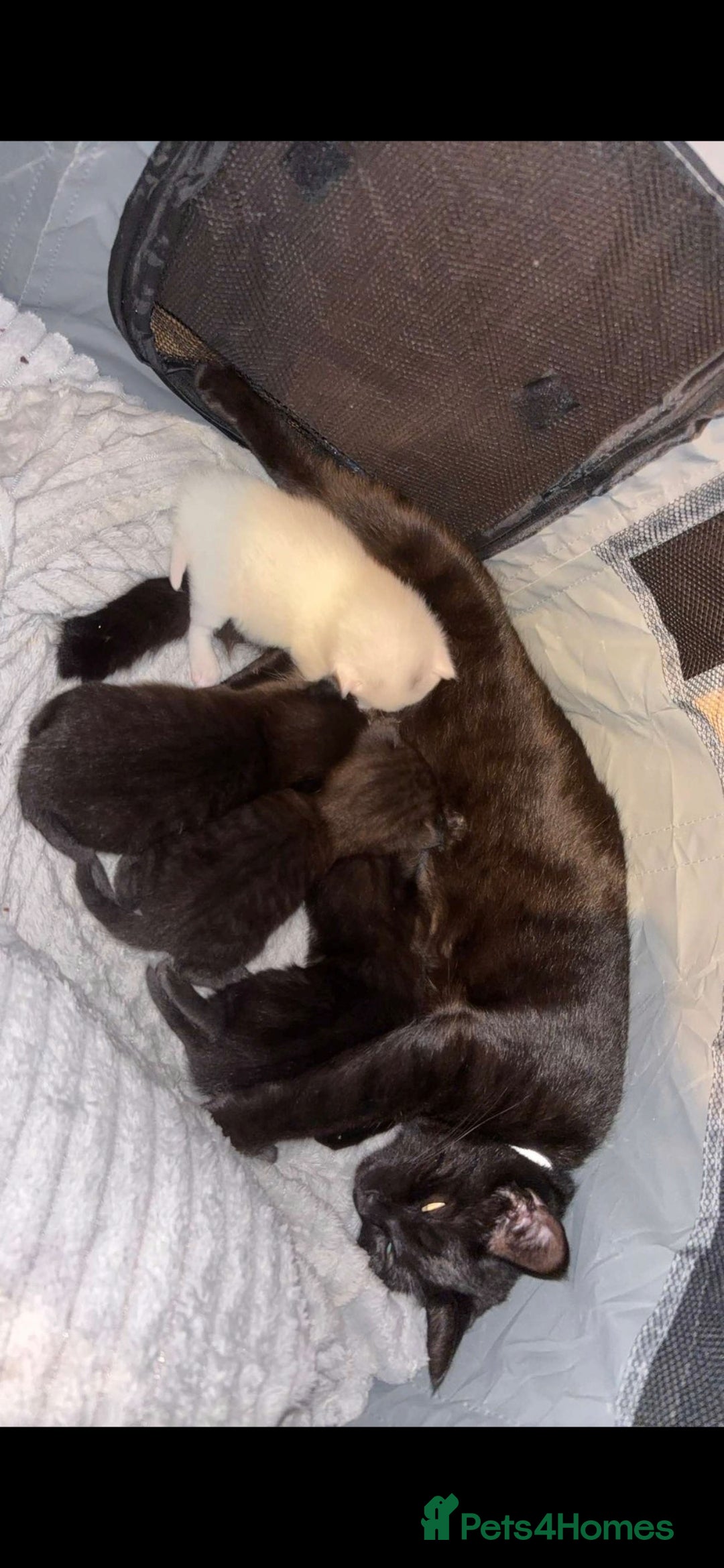 Mixed Breed cats All have new homes. - Advert 18