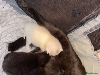 Mixed Breed cats 4 kittens, black £85. white £150 - Advert 2