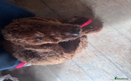 Poodle dogs for sale: KC Red fox miniature toy poodle. Ready now - Image 10