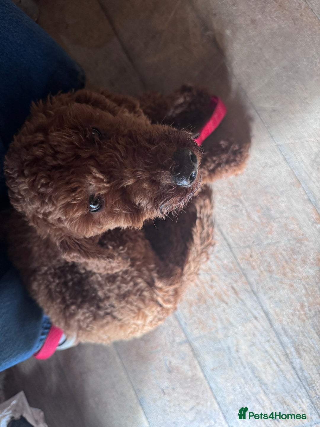 Poodle dogs for sale: KC Red fox miniature toy poodle. Ready now - Image 10