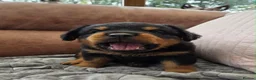 Rottweiler dogs for sale: Long haired Rottweilers  - Advert 29