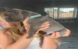 French Bulldog dogs for sale: Ready to leave on the 12th of September - Image 33