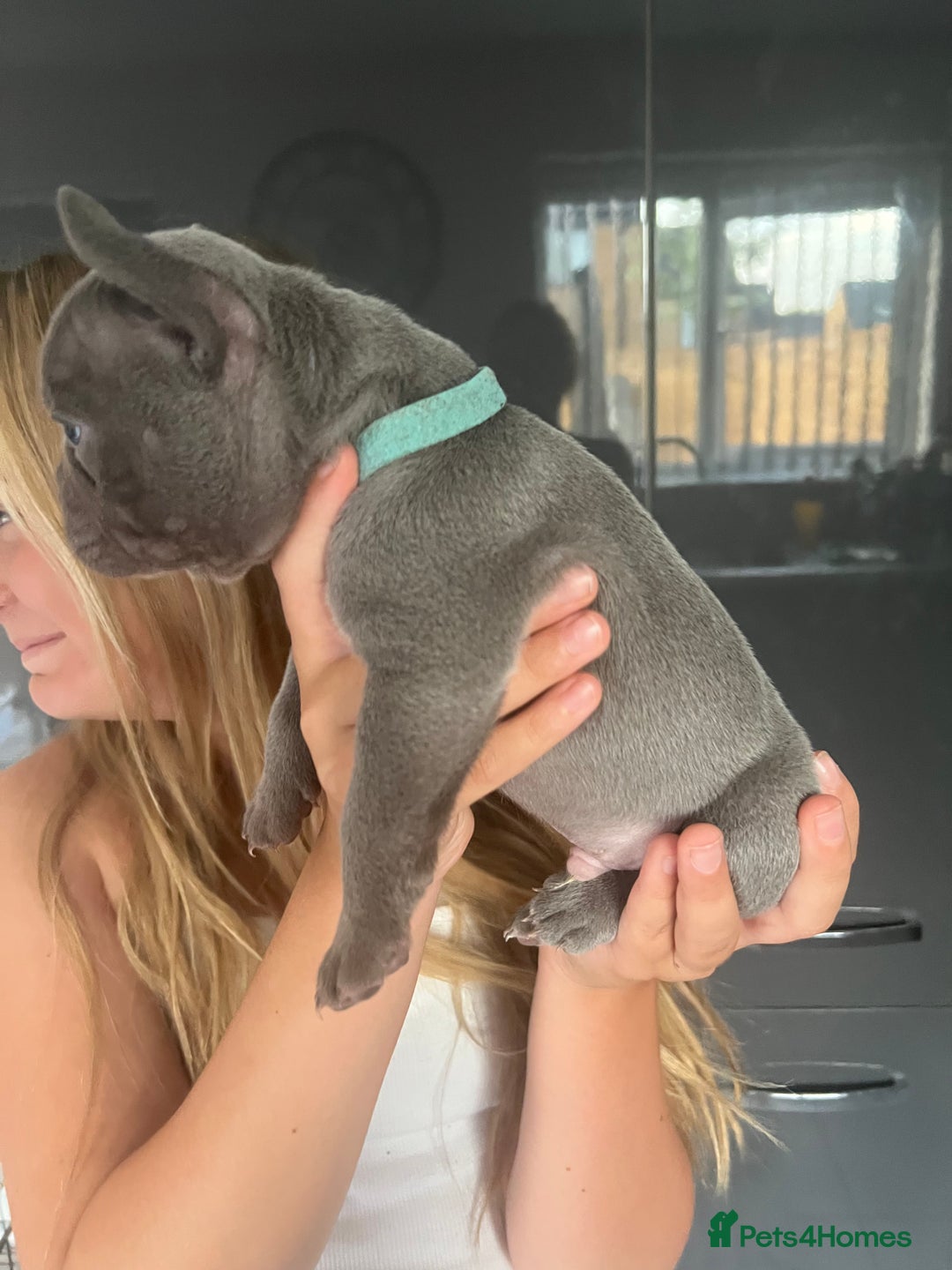 French Bulldog dogs for sale: Ready to leave on the 12th of September - Image 33