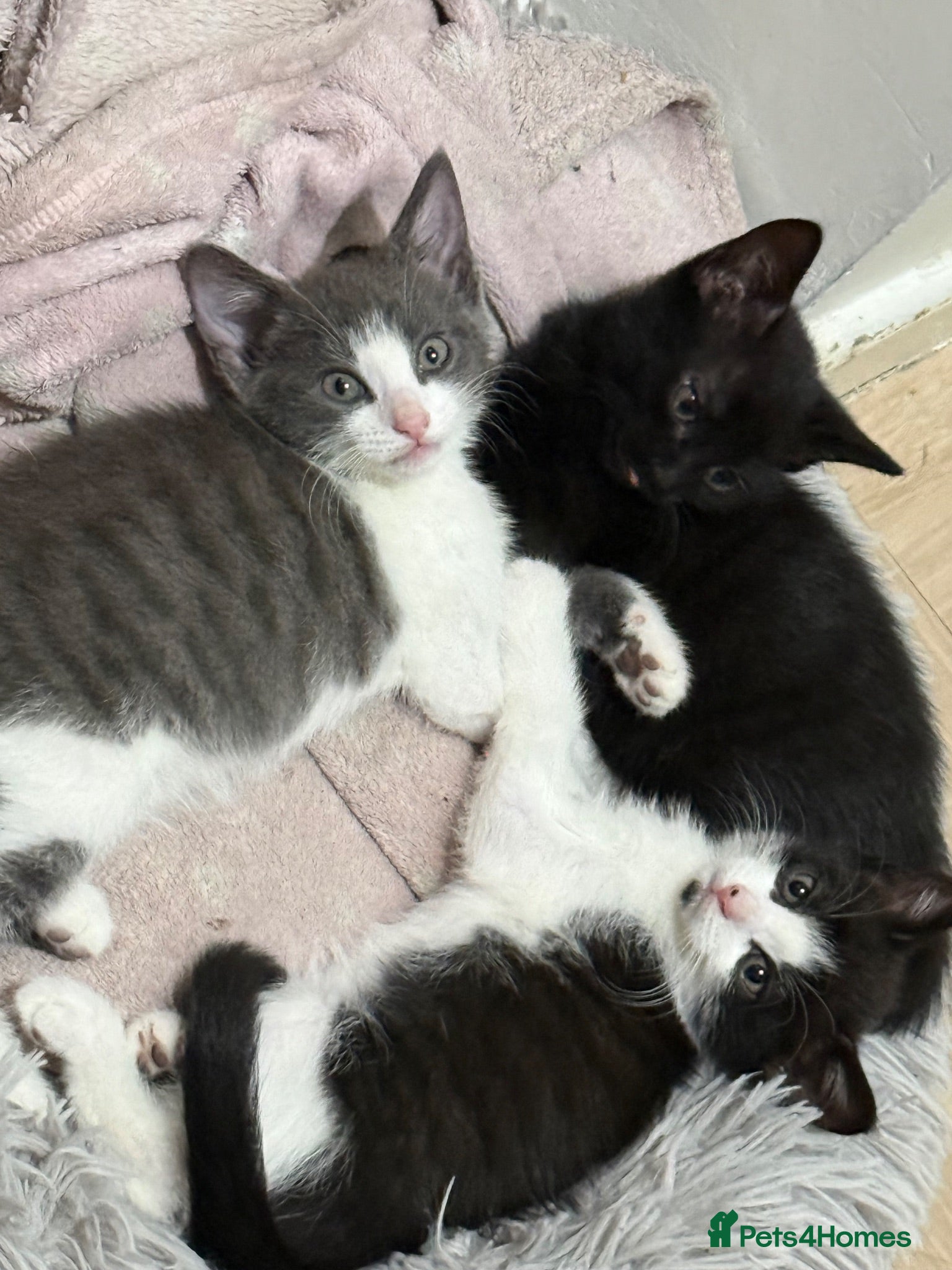 Mixed Breed cats Ready for their forever homes today! 🥰⭐️ - Advert 2