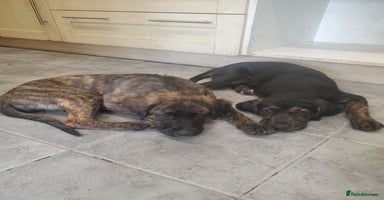 Mixed Breed dogs - Advert 5