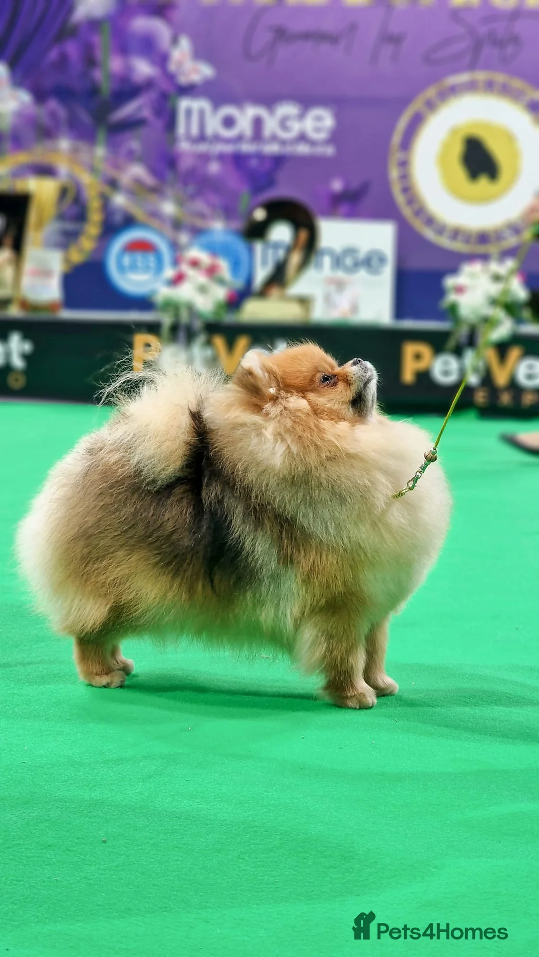 Pomeranian dogs for sale: ♥️ Adorable Pomeranian Puppies ♥️ - Advert 1