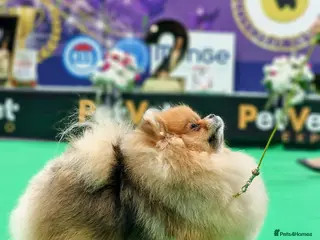 Pomeranian dogs ♥️ Adorable Pomeranian Puppies ♥️ - Advert 1