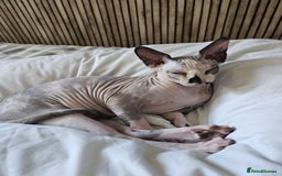 Sphynx cats for sale: 2 year female Sphynx  - Image 2