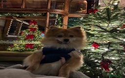 Mixed Breed dogs for sale: My lovely boy. - Image 2