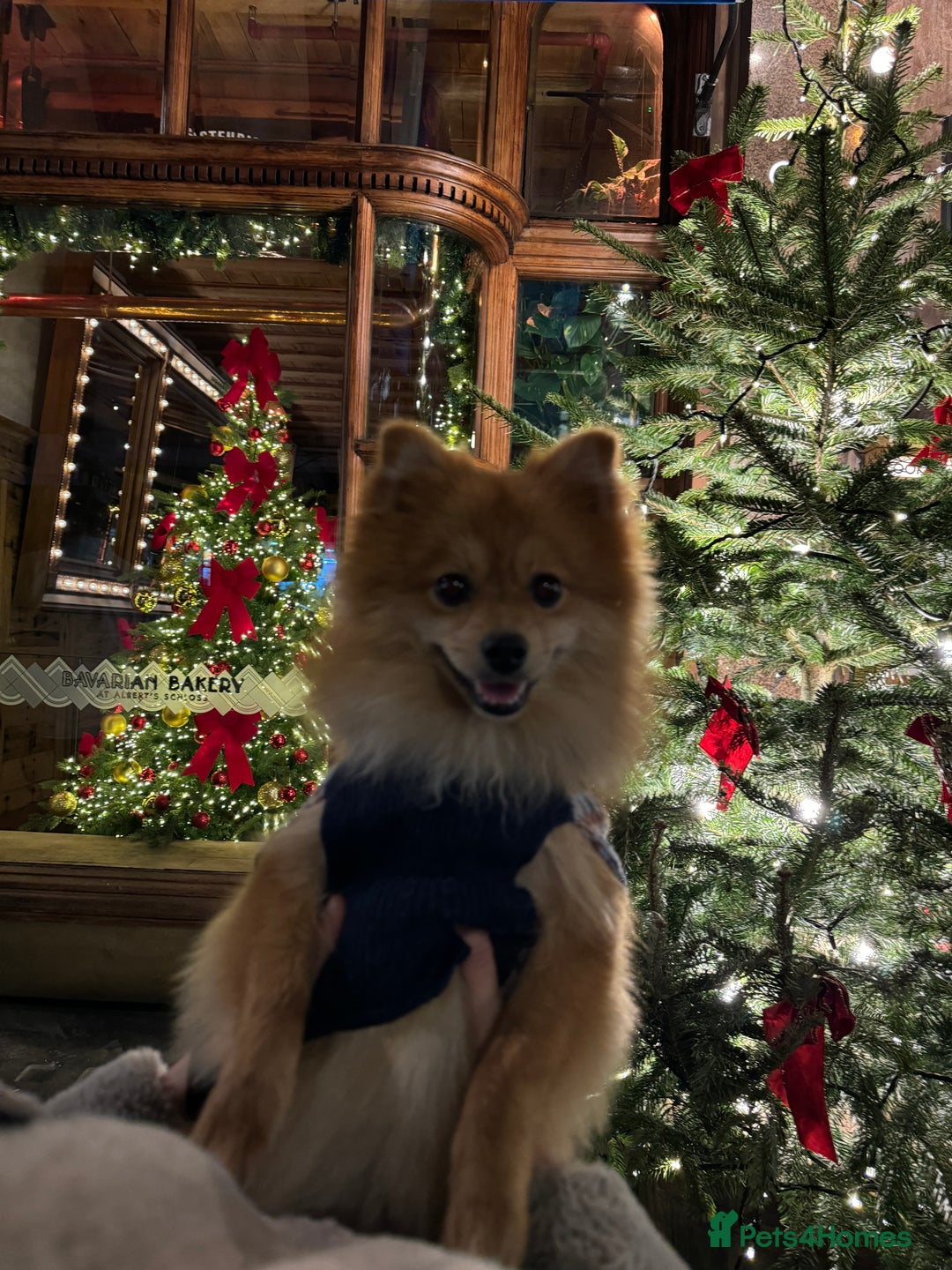 Mixed Breed dogs for sale: My lovely boy. - Image 2