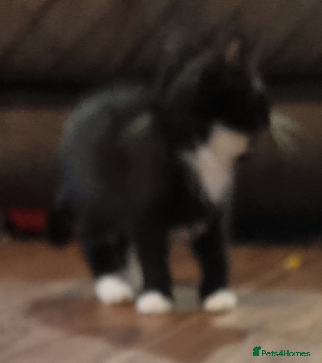 Mixed Breed cats for sale: Beautiful kittens - Image 6
