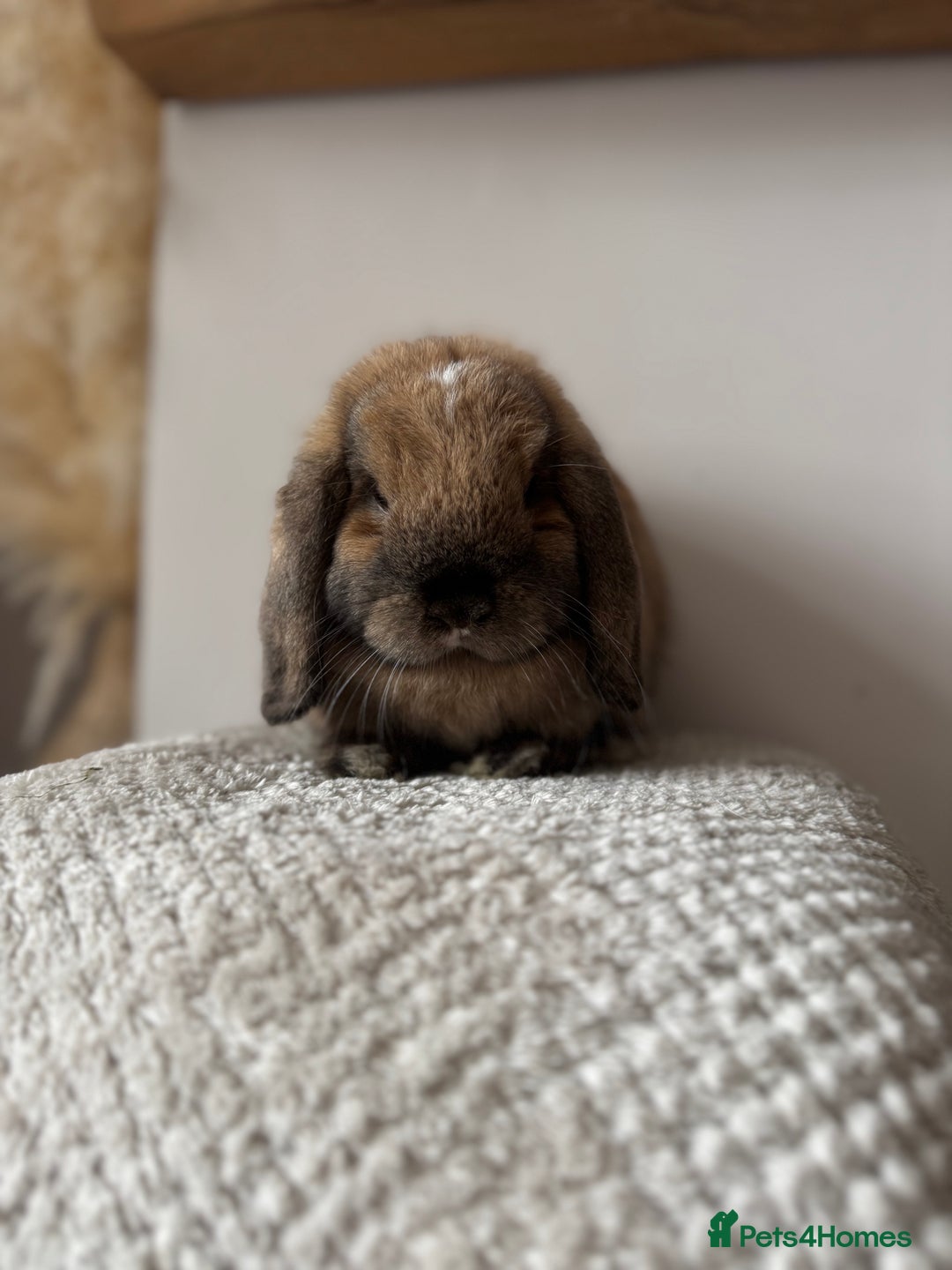 Mini Lop rabbits for sale: Pure Bred Mini lops  - Image 10