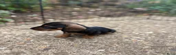 Miniature Dachshund dogs for sale: Miniature Daschunds - Advert 4