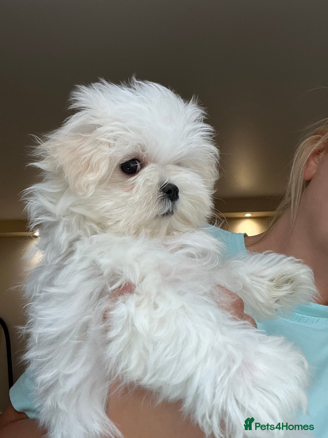 Maltese dogs for sale: One girl and boy available  - Image 11