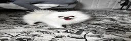 Pomeranian dogs for sale: Pomeranians  in Sheffield - Advert 7