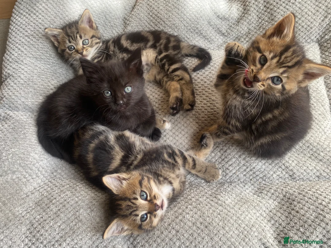 Mixed Breed cats for sale: Adorable kittens ready for a new home ❤️ - Advert 2
