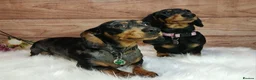 Miniature Dachshund dogs for sale: Miniature Dachshund Black & Tan Female.   in Goole - Advert 8