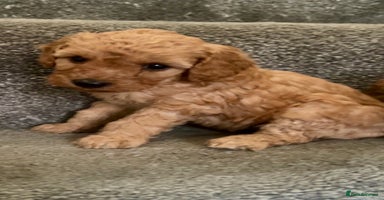 Miniature Poodle dogs - Advert 13