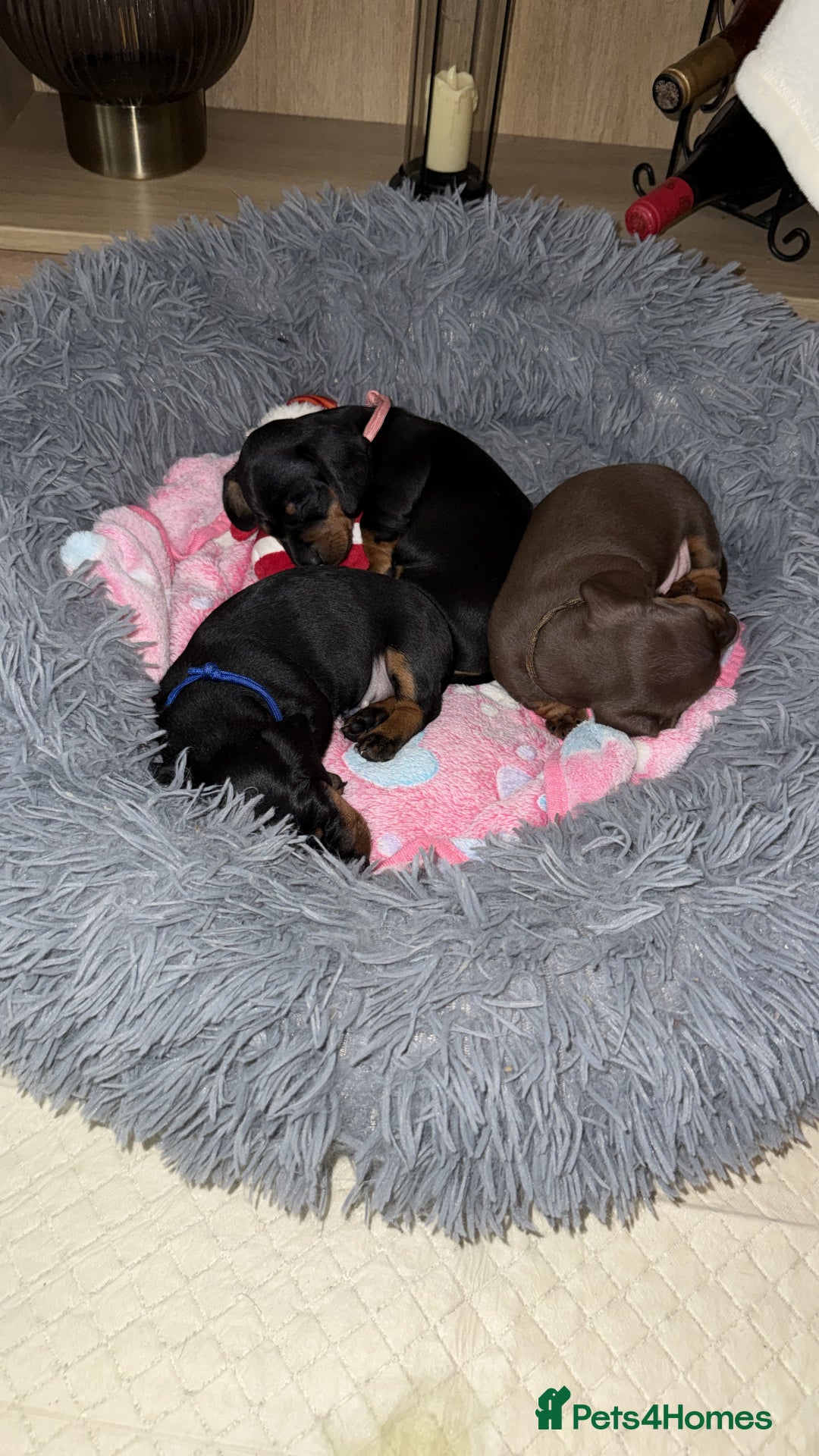 Miniature Dachshund dogs for sale: 2 x Dachshund Minis - Males - Advert 11