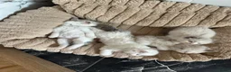 Ragdoll cats for sale: Pure Ragdoll Kittens - Advert 17