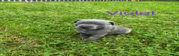 Mixed Breed dogs for sale: Stafford bull terrier cross lurcher in Chesterfield - Advert 28