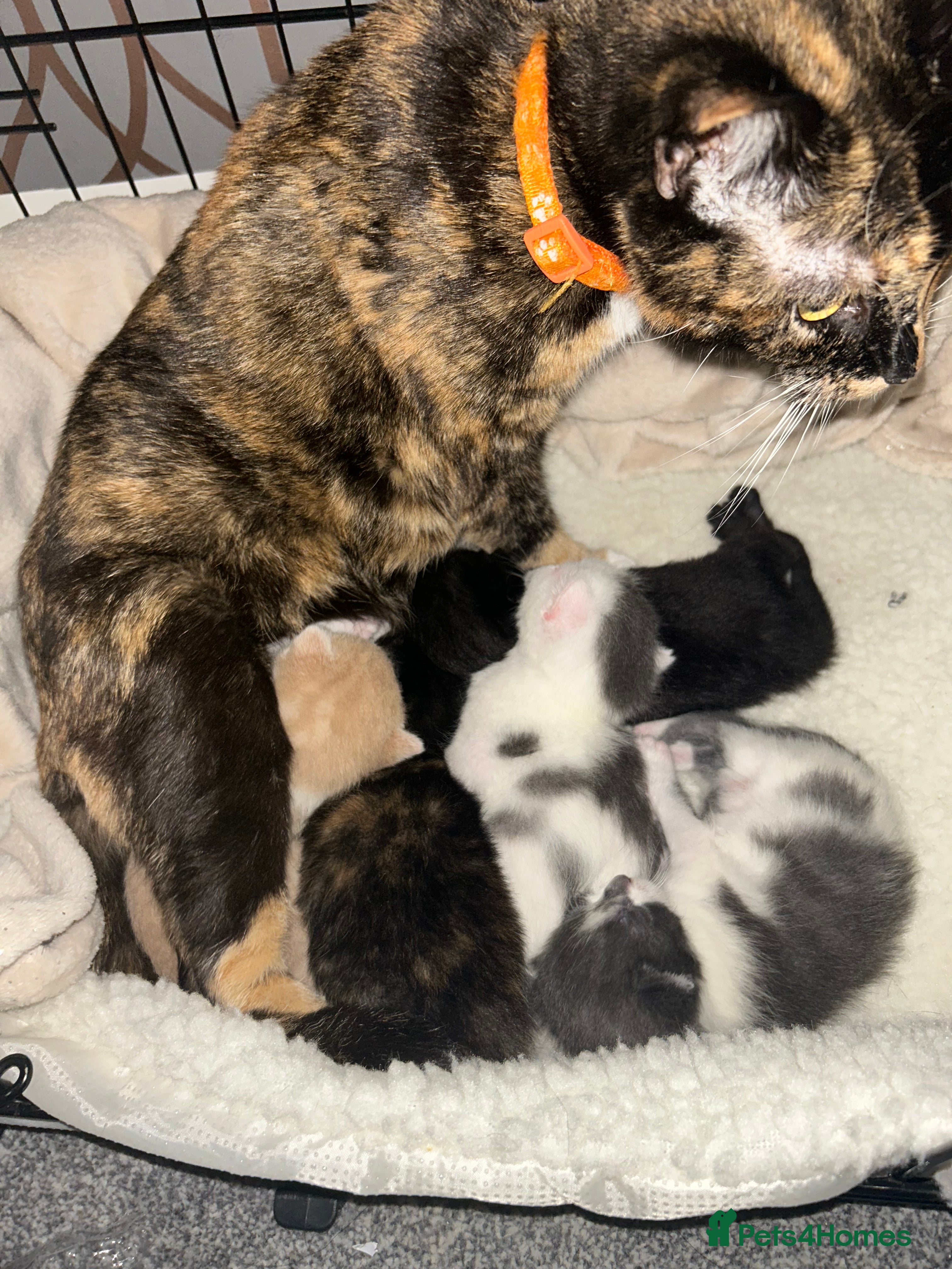 Mixed Breed cats Beautiful kittens  - Advert 2