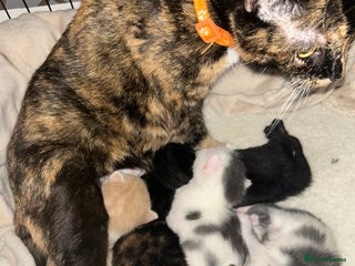 Mixed Breed cats Beautiful kittens - Advert 5