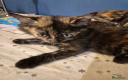 Mixed Breed cats for sale: 3 beautiful mixed girls - Image 1