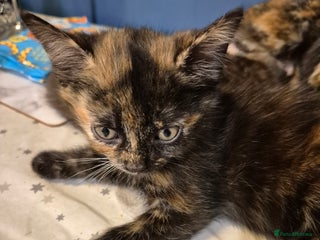 Mixed Breed cats for sale - Advert 1