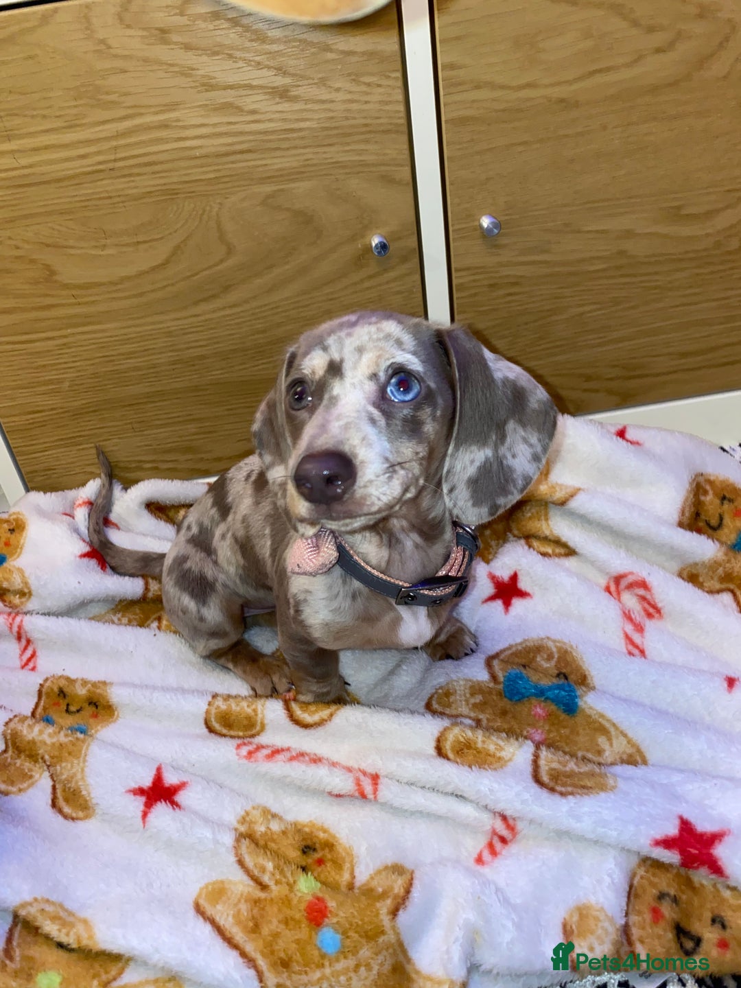 Miniature Dachshund dogs for sale: miniature dashhound  - Advert 2