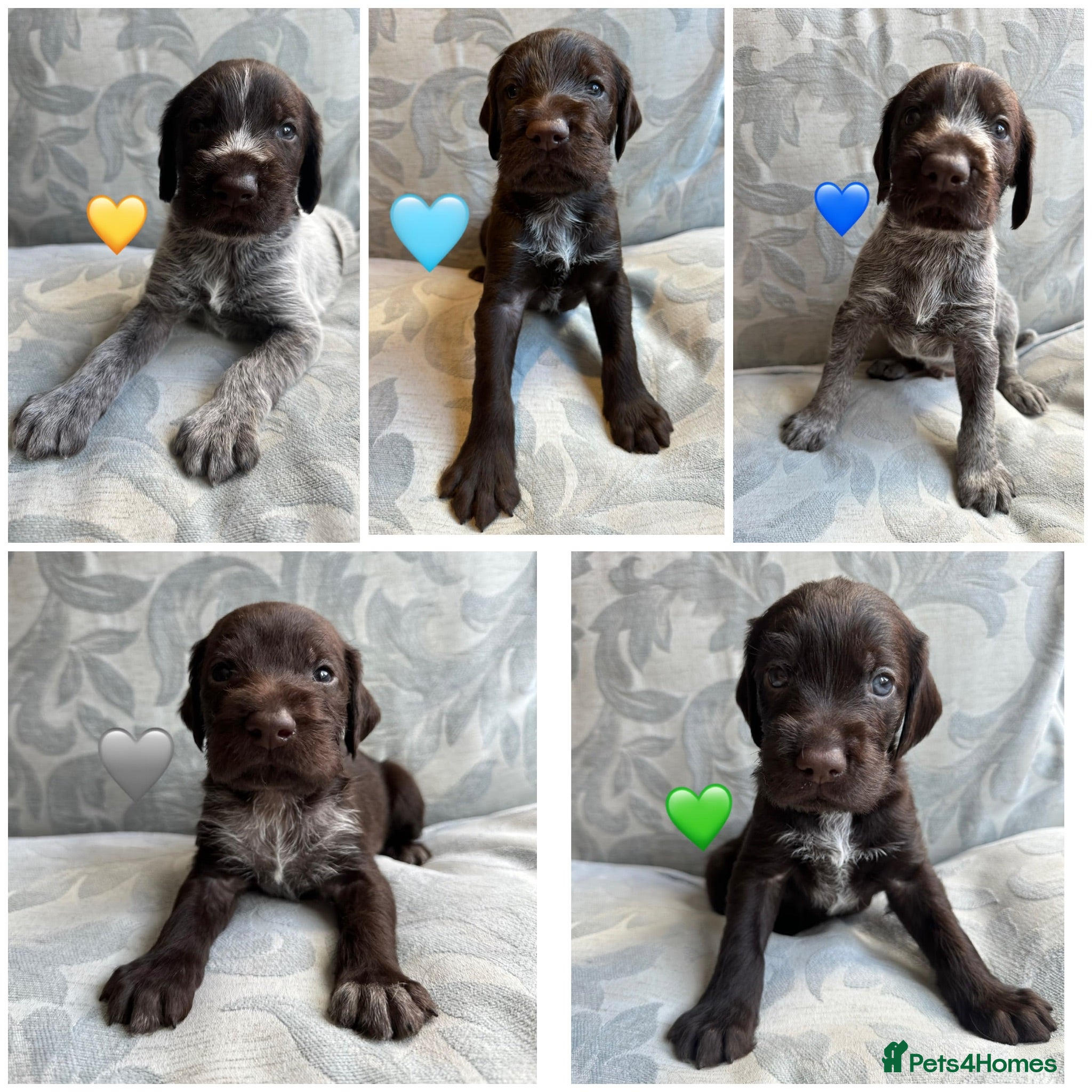 German Wirehaired Pointer dogs Kc reg german wirehaired pointer puppies for sale - Advert 1