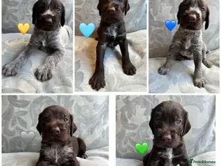 German Wirehaired Pointer dogs Kc reg german wirehaired pointer puppies for sale - Advert 4
