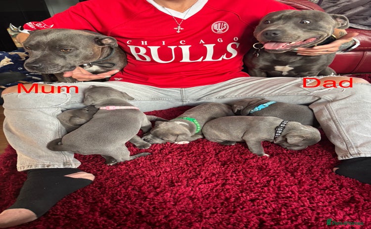 Staffordshire Bull Terrier dogs - Advert 4
