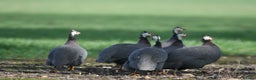 Guinea Fowl poultry for sale: Guinea Fowl bred on farm, free range  - Advert 4