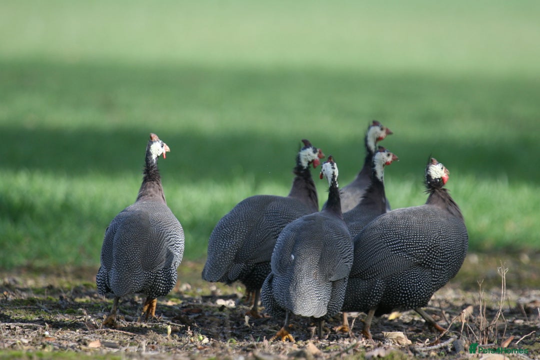 Guinea Fowl poultry for sale: Guinea Fowl bred on farm, free range  - Advert 4