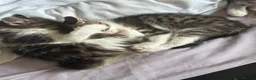 Norwegian Forest Cat cats for sale: Two female Norwegian Forest kittens  in Blyth - Advert 6