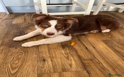 Australian Shepherd dogs for sale: 5 month old Australian Shepard  - Advert 3