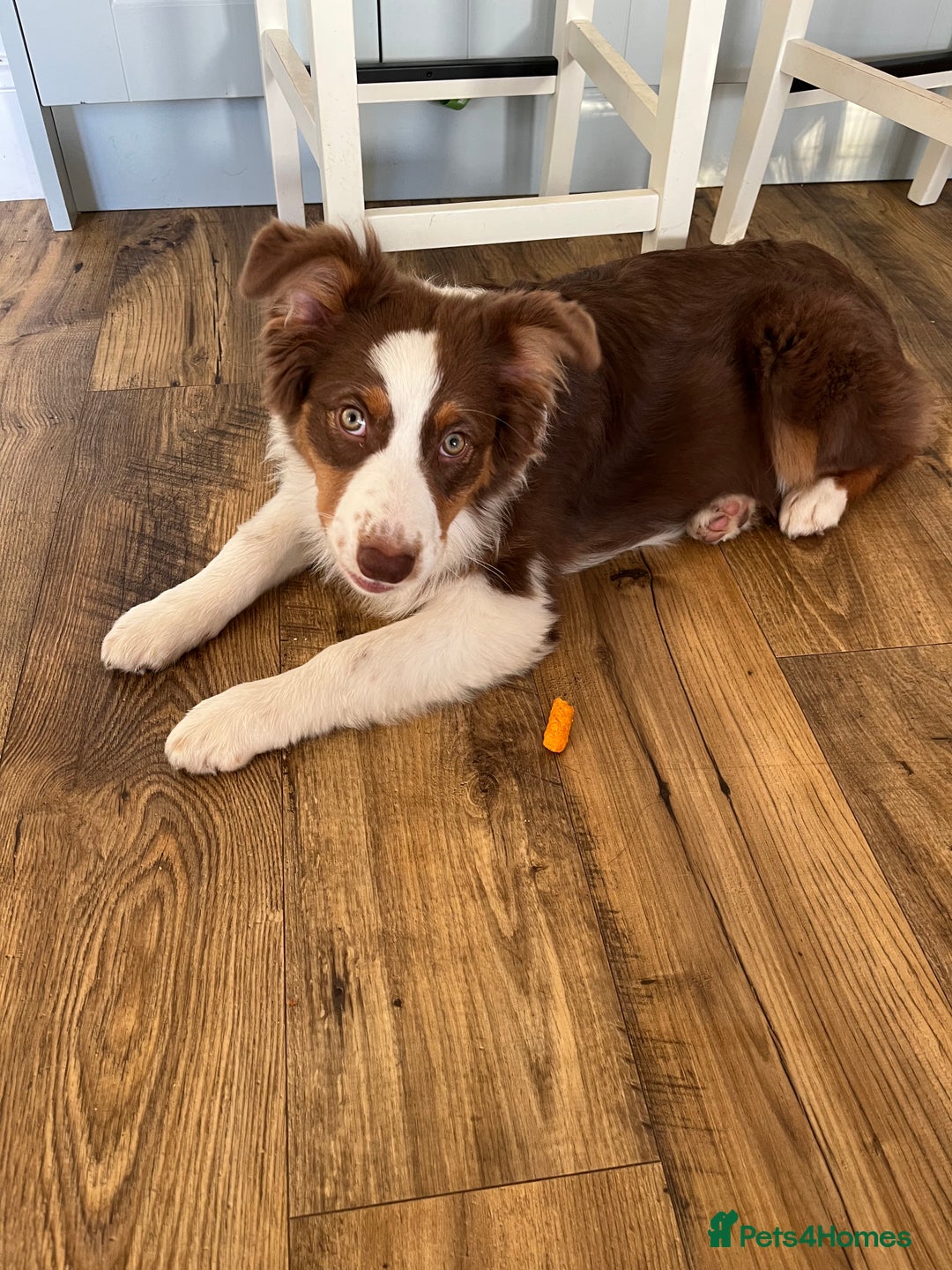Australian Shepherd dogs for sale: 5 month old Australian Shepard  - Advert 3