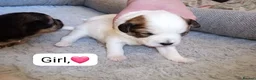 Mixed Breed dogs for sale: 5 Beautiful Jacktesse Puppys For Sale - Advert 3