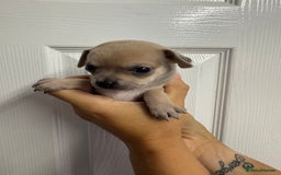 Chug dogs for sale: 6 beautiful chug puppies for sale ❤️ - Image 30