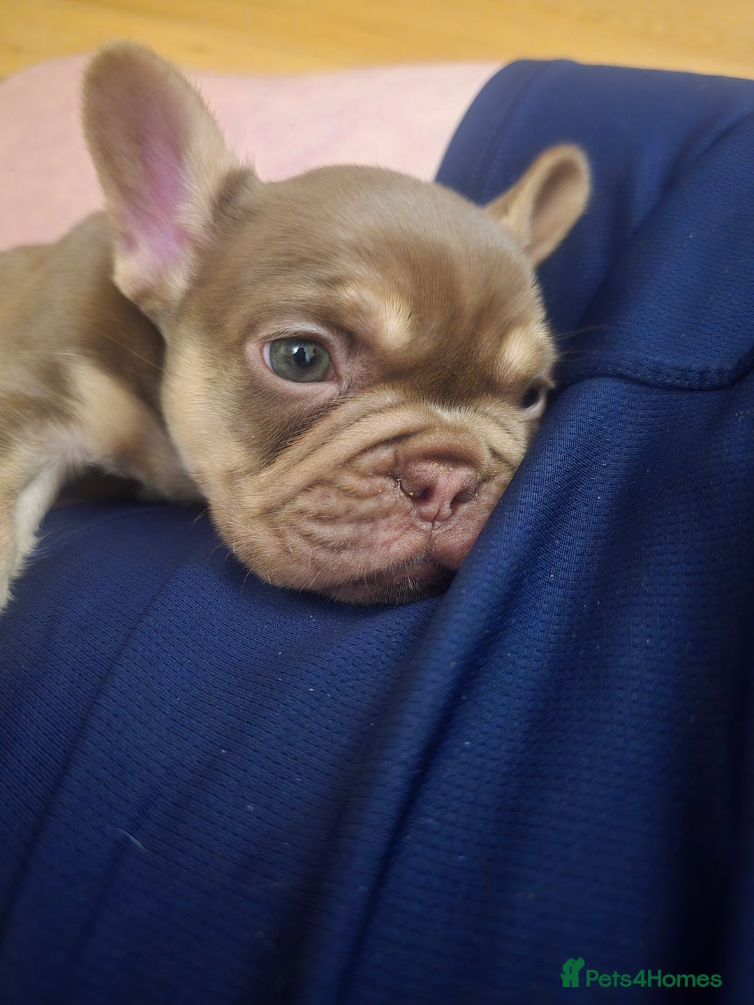 French Bulldog dogs for sale: 2 beautiful French bulldogs for sale - Advert 1