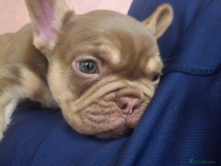 French Bulldog dogs 2 beautiful French bulldogs for sale - Advert 1