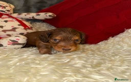 Miniature Dachshund dogs for sale: 💚🧡Stunning KC Longhaired Mini Dachshunds💚🧡 - Image 7