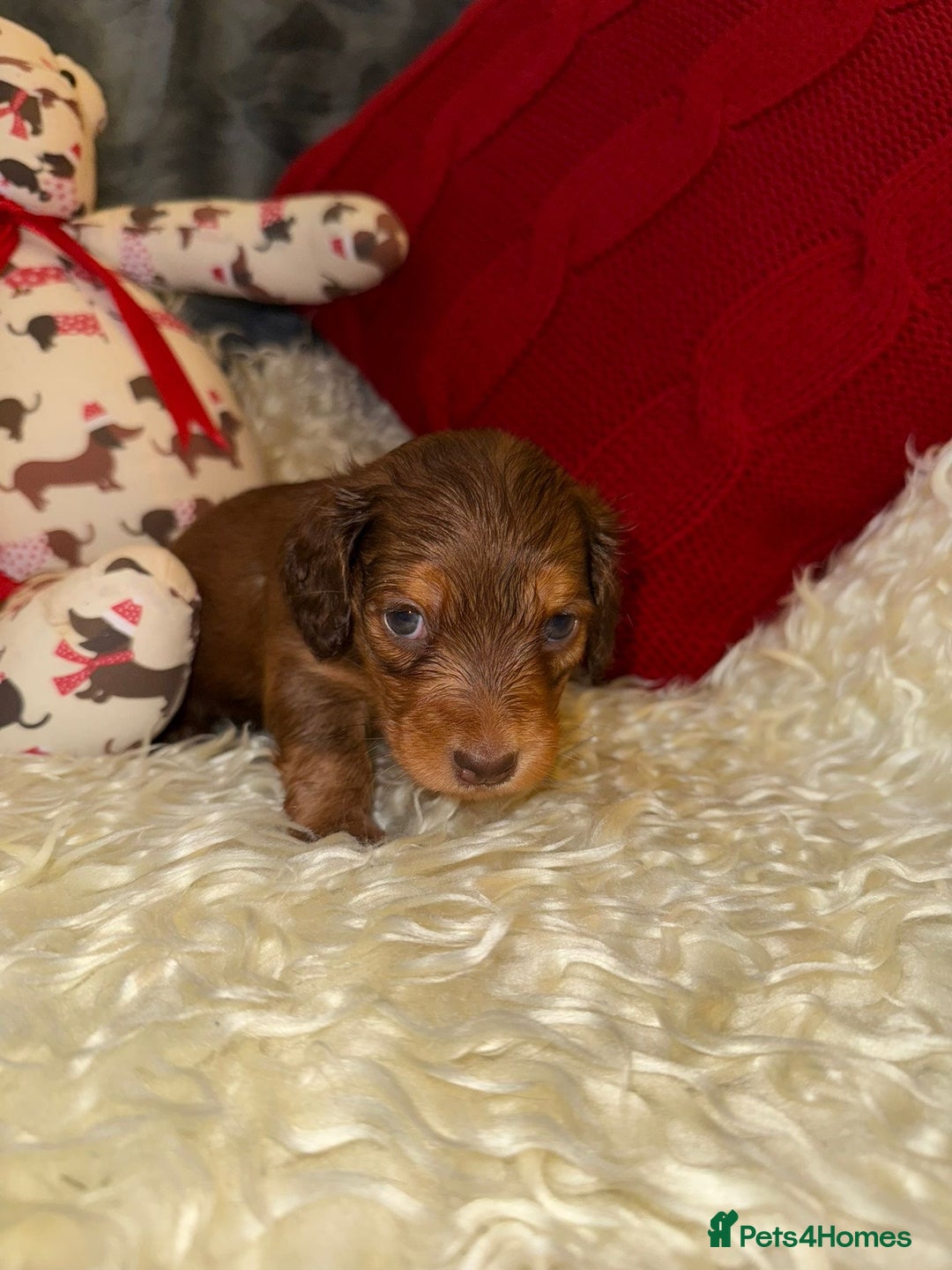 Miniature Dachshund dogs for sale: 💚🧡Stunning KC Longhaired Mini Dachshunds💚🧡 - Image 7