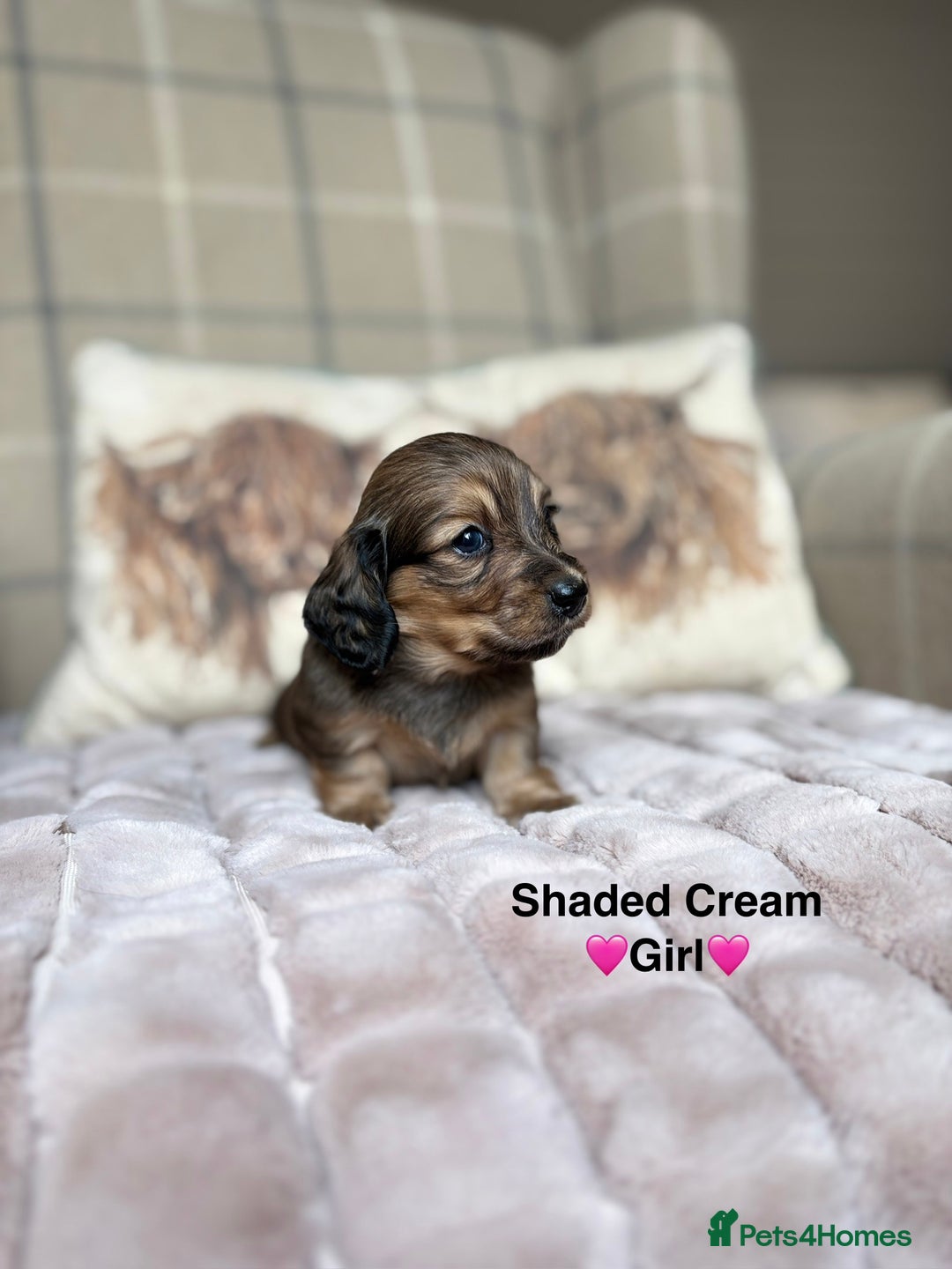 Miniature Dachshund dogs for sale: 🩷LONG HAIRED CREAM DACHSHUNDS🩵 - Advert 3