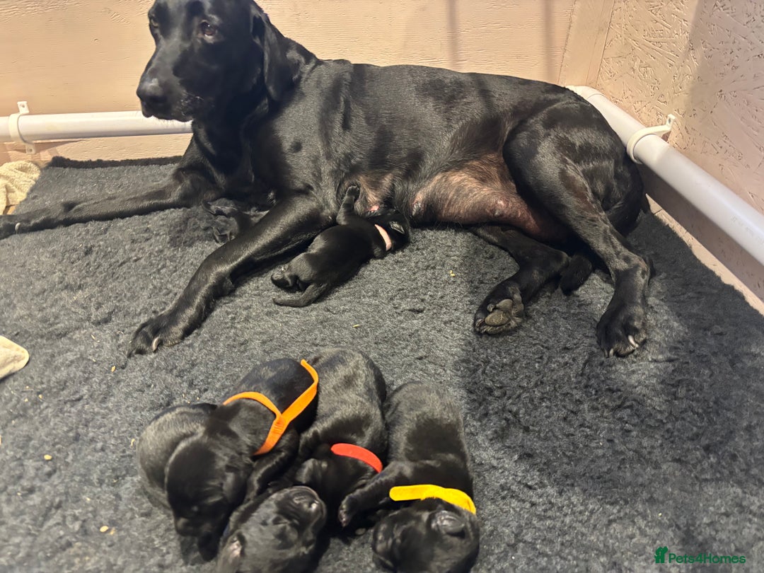 Mixed Breed dogs for sale: Black lab X GSP puppy 1 male remaining  - Advert 10