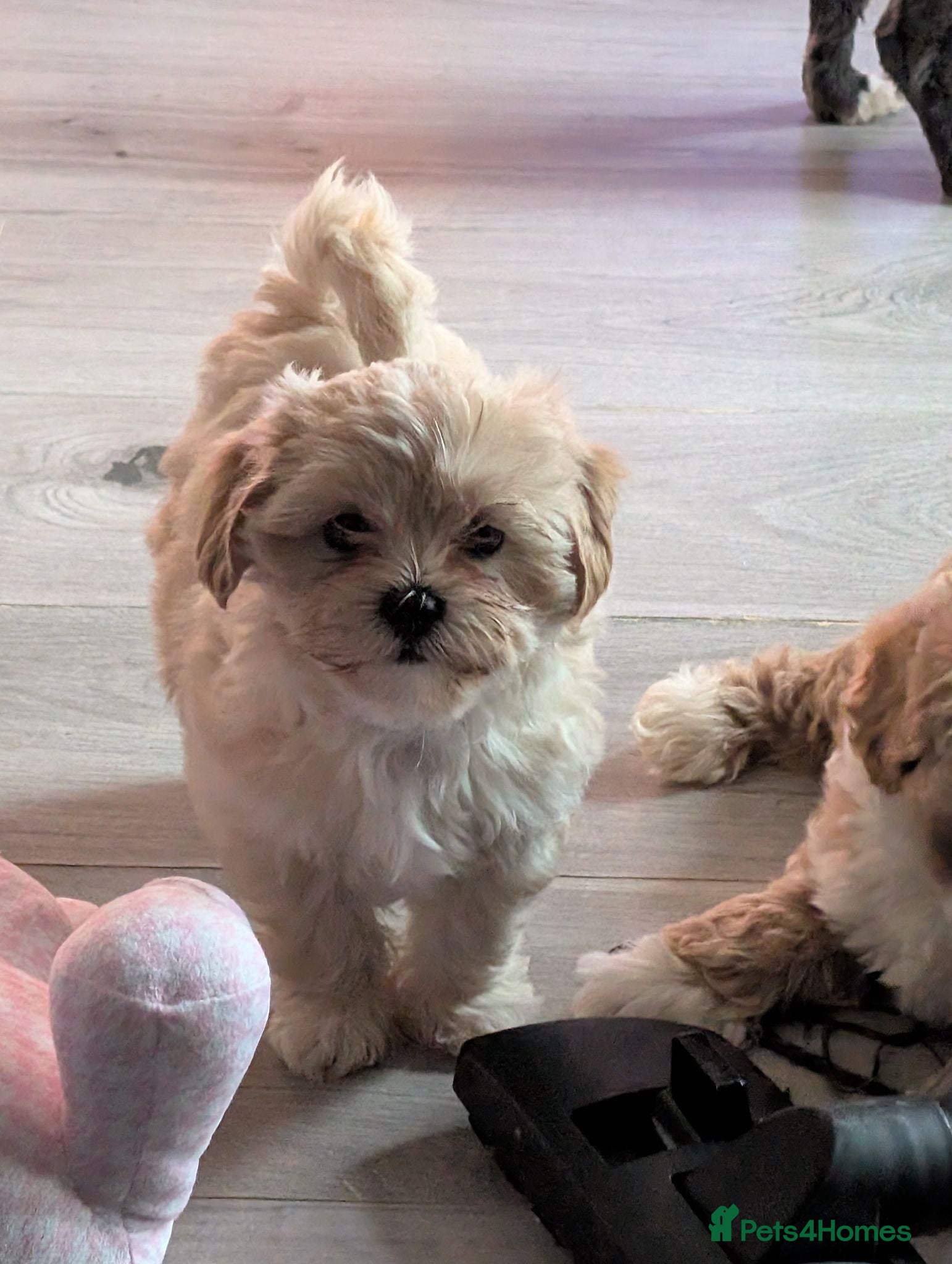Shihpoo dogs Gorgeous shih-poo puppies - Advert 13