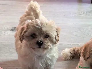 Shihpoo dogs LAST ONE LEFT! Gorgeous shih-poo puppies - Advert 8