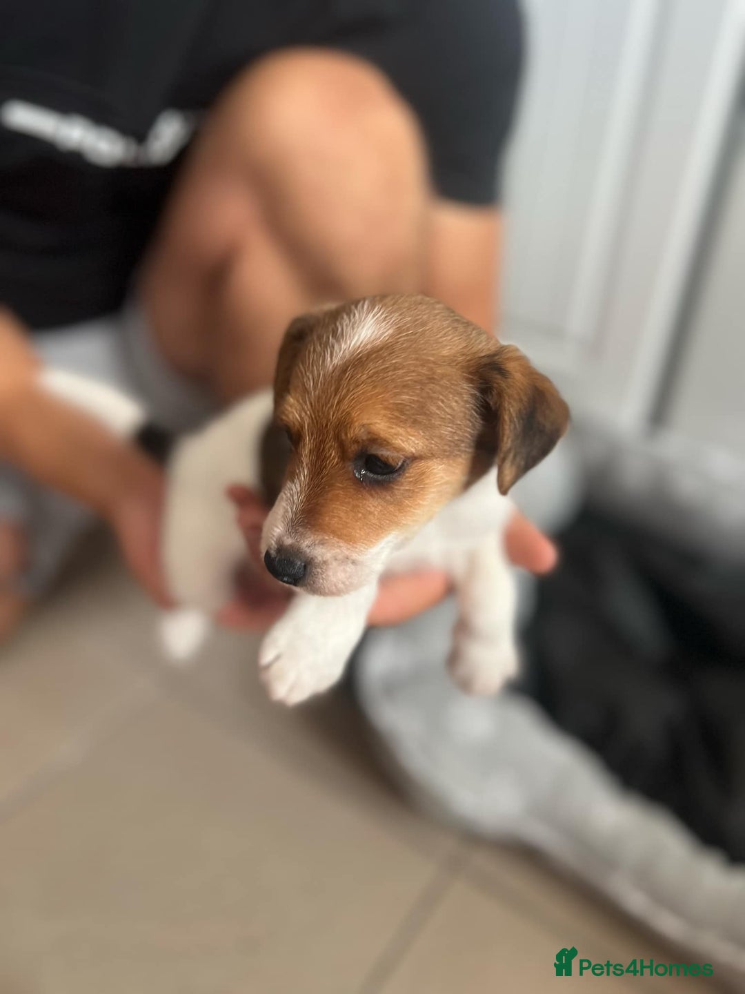 Jack Russell dogs for sale: 2 males puppies for sale - Image 6